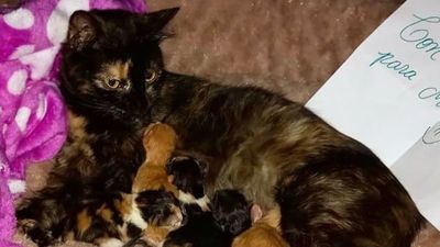 Padrino anónimo dona cama a gata de restaurante y sus bendis