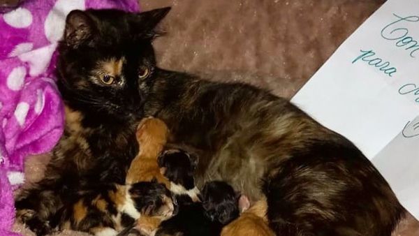 Padrino anónimo dona cama a gata de restaurante y sus bendis