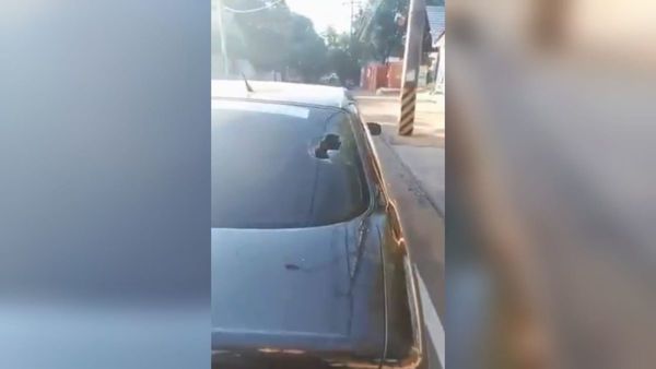 Automovilista acusa a zorro de romperle el parabrisas