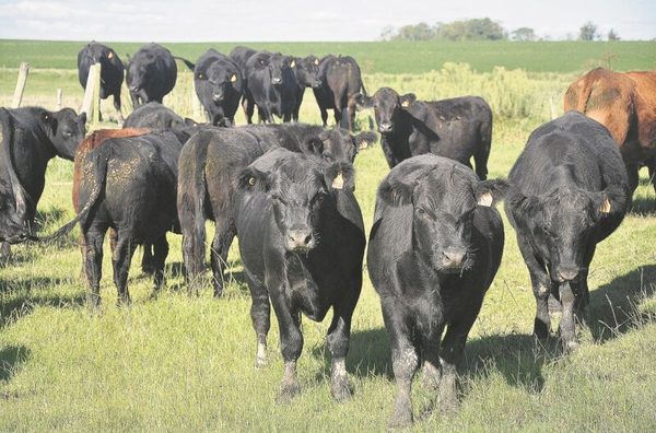 Novillo Mercosur cotiza US$ 3,83 el kilo carcasa, el valor más alto en 10 años