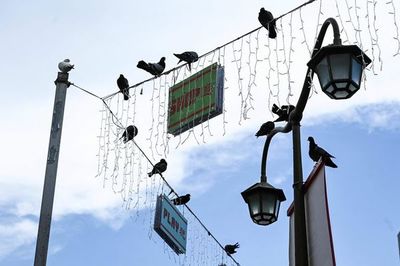 La vida estresante de las ciudades afecta a los genes de los pájaros urbanos - Mascotas - ABC Color