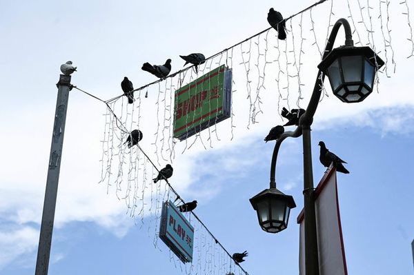 La vida estresante de las ciudades afecta a los genes de los pájaros urbanos - Mascotas - ABC Color