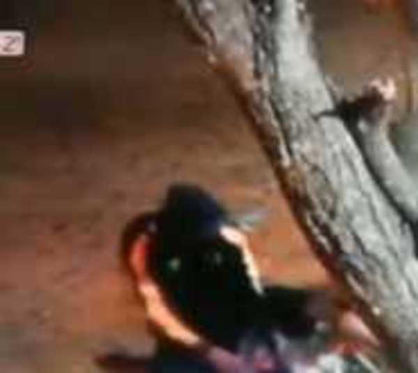 Otro golpe de motochorros en Luque - Paraguay.com