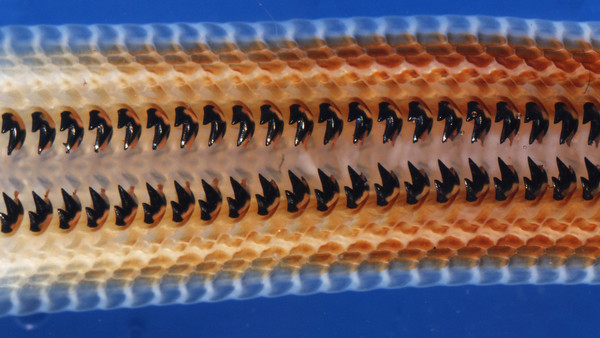 ¡Sálvese quién pueda! Los «dientes de hierro» de este molusco te podrían mutilar en un descuido (FOTOS)