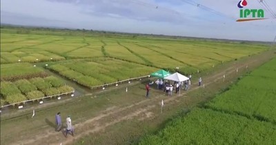 La Nación / IICA e IPTA instalarán laboratorio para la investigación agropecuaria