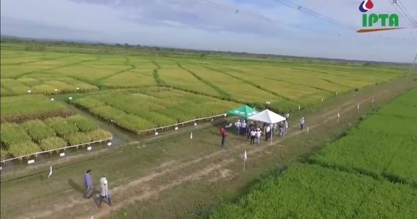 La Nación / IICA e IPTA instalarán laboratorio para la investigación agropecuaria