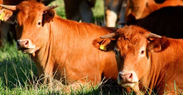 OIE: dan a Paraguay certificación como país libre de seis enfermedades de animales