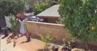La Nación / Video viral: una adolescente se enfrentó a un oso para defender a sus mascotas