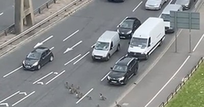 La Nación / Video viral: patos crearon caos en autopista