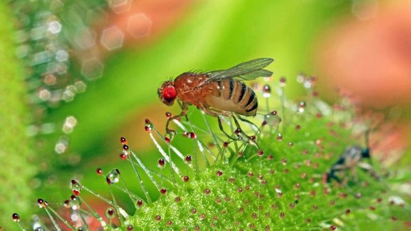 En EE.UU alimentan moscas con cocaína para tratar futuras adicciones