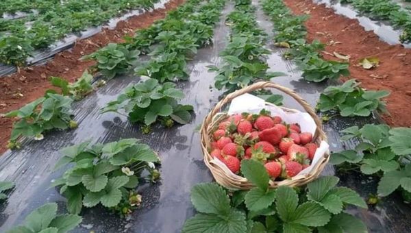 Frutillas de Central se duplican este año (llegando a toneladas por primera vez en su historia y con nueva variedad)
