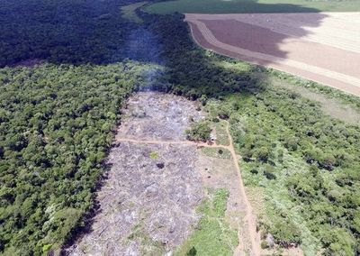 Expropiación de reserva Campos Morombí es un atentado contra el ambiente y una maniobra en tiempos electorales - Nacionales - ABC Color