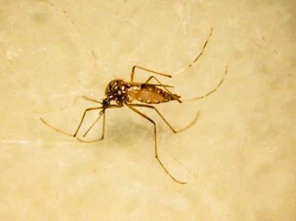 El mosquito se encuentra en criaderos de casas habitadas – Prensa 5