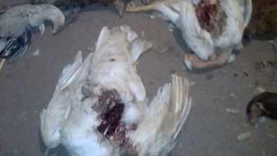 Misterio en Piribebuy: creen que Luisón mató a varias gallinas