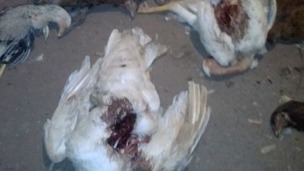 Misterio en Piribebuy: creen que Luisón mató a varias gallinas