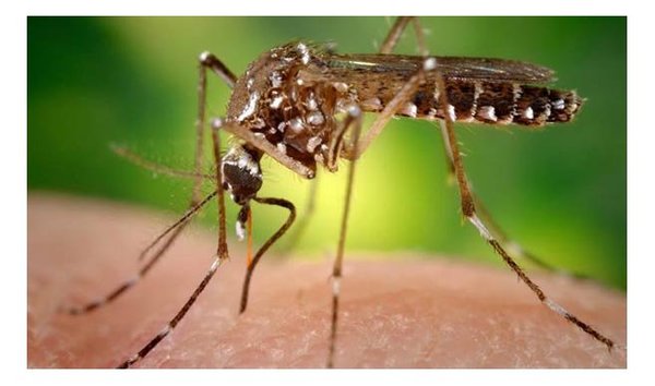 El mosquito se encuentra en criaderos de casas habitadas