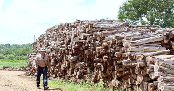 La Nación / En julio iniciará la implementación del régimen de certificación de biomasa