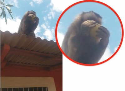 Crónica / Karaja’i, asustado en su escape, ¡se electrocutó!