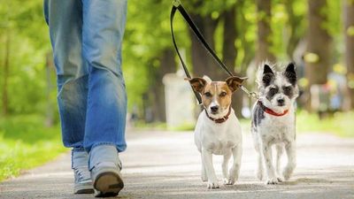 Estudio analiza comunicación de perros