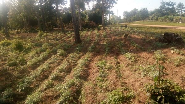 Venta de hierbas medicinales, una alternativa en Misiones