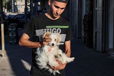 Los perros nacen preparados para comunicarse con las personas - Mascotas - ABC Color