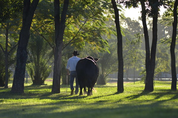 Celebrando un siglo, Las Talas remata hoy viernes 370 toros Brahman, Brangus y Braford