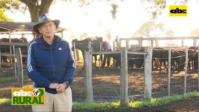 ABC Rural: Alimentación de las búfalas lecheras - ABC Rural - ABC Color