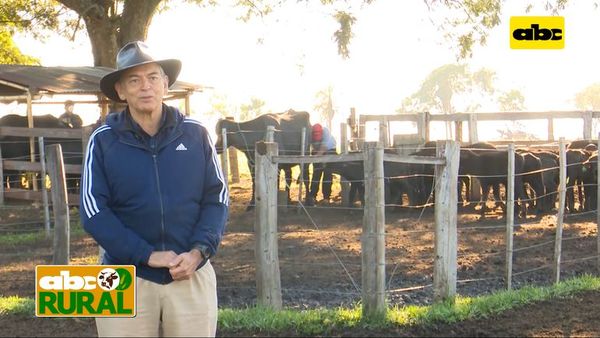 ABC Rural: Alimentación de las búfalas lecheras - ABC Rural - ABC Color