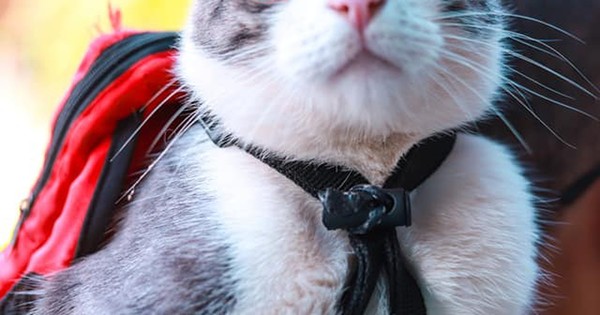 La Nación / Bochornoso episodio: invitan a “El gato mochilero” a charla y tratan a su dueño de maltratador