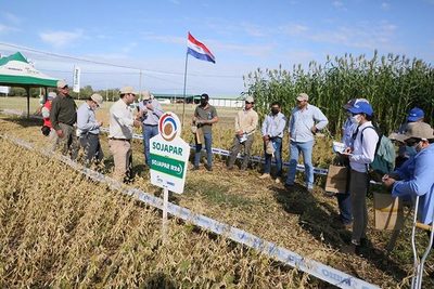 Adaptabilidad de variedades SOJAPAR en el Chaco es valorada por productores