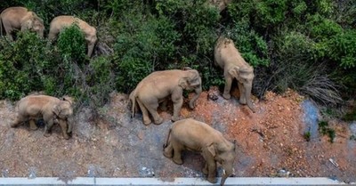 Una manada de elefantes está viajando desde hace seis meses con rumbo desconocido en China - SNT