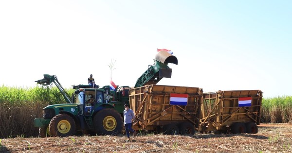 La Nación / Arrancó cosecha de caña dulce con expectativas de mejorar la producción