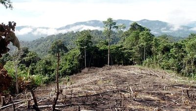Deforestación en la Amazonia alcanzó nuevos récord pese a promesas de Bolsonaro