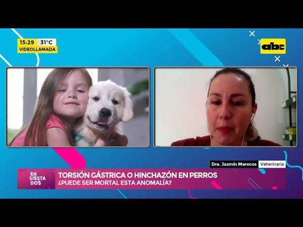 Torsión gástrica o hinchazón, ¿puede ser mortal para nuestros perros? - Ensiestados - ABC Color