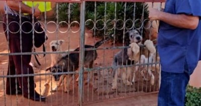 La Nación / Denuncian a 10 perritos por perturbación a la paz pública en Guarambaré