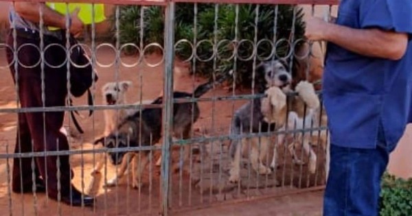 La Nación / Denuncian a 10 perritos por perturbación a la paz pública en Guarambaré
