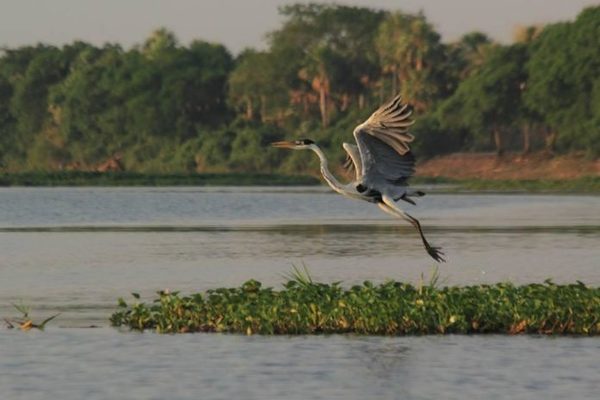 Ley de educación ambiental: Deuda pendiente de Paraguay con sus recursos naturales