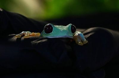 Un biólogo de Panamá cría ranas amenazadas para combatir tráfico ilegal - Mascotas - ABC Color