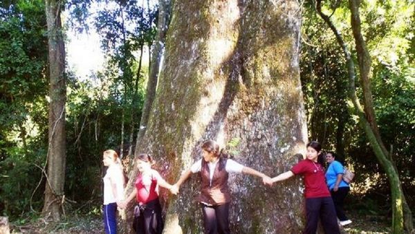 Yvyra pytã de 21 metros de alto es un atractivo turístico en Bella Vista