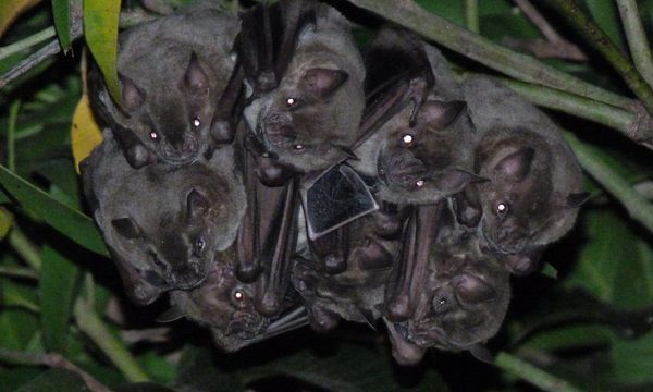 La belleza de la función que cumplen los murciélagos: unos incomprendidos más