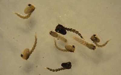 EL MOSQUITO SE ENCUENTRA EN CRIADEROS DE CASAS HABITADAS