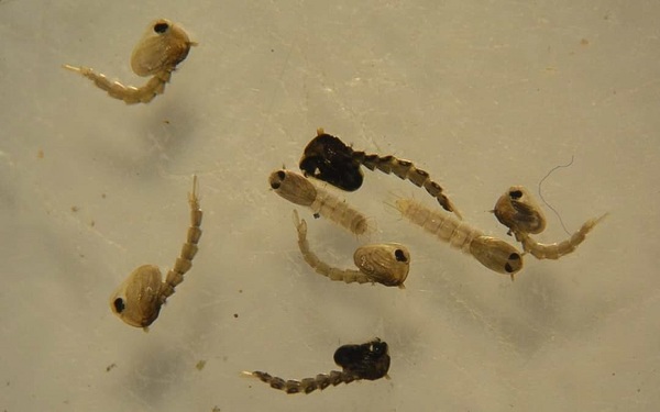 EL MOSQUITO SE ENCUENTRA EN CRIADEROS DE CASAS HABITADAS