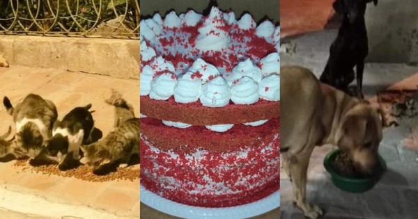 La Nación / Una dulce acción que alimenta a decenas de perros y gatos en Loma San Jerónimo