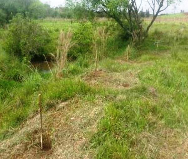 Realizan trabajos de concienciación y reforestación en la cuenca del Lago Yguazú | Ñanduti