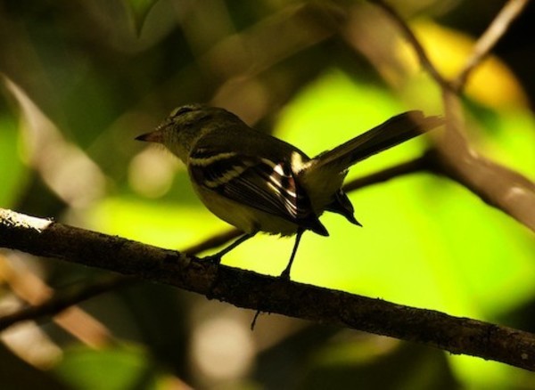 Redescubren a un “raro” pájaro venezolano que no había sido observado en los últimos 16 años | Ñanduti