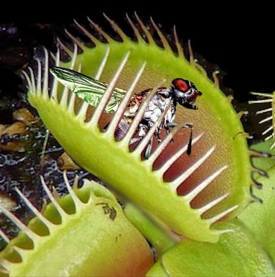 Todo lo que es capaz de tragarse una planta carnívora | Ñanduti