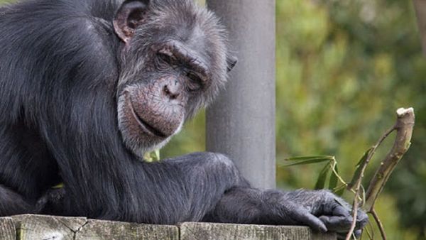 Murió Cobby, el chimpancé más viejo en cautiverio de EEUU