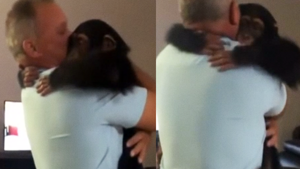 Un reencuentro de puro amor entre un chimpancé y su cuidador