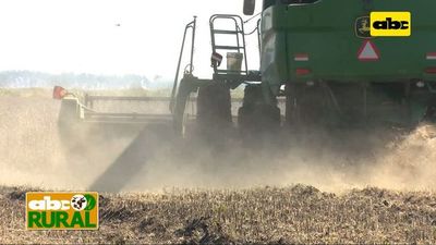 Abc Rural: Soja en campos bajos para control de arroz colorado - ABC Rural - ABC Color