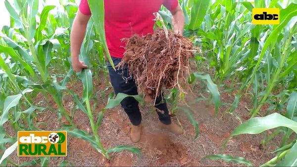 Abc Rural: Pasto Brachiaria Ruziziensis con maíz para mejoramiento de suelo - ABC Rural - ABC Color